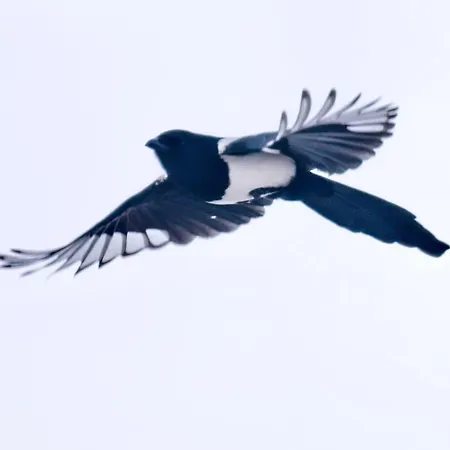 Garden Depandance Am Bach 3*