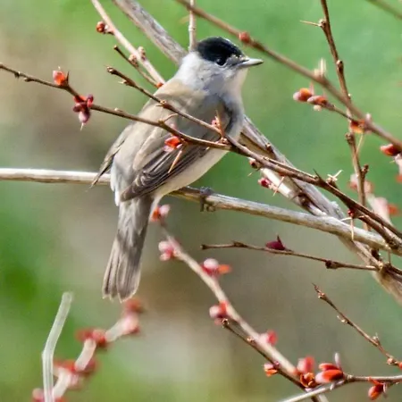 Hotel Garden Depandance Am Bach 3*