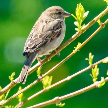 Garden Depandance Am Bach 3*
